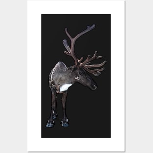 Santa Claus Reindeer Posters and Art